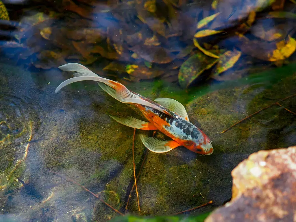 孔雀魚魚缸造景的極致指南:打造令人驚豔的水中樂園