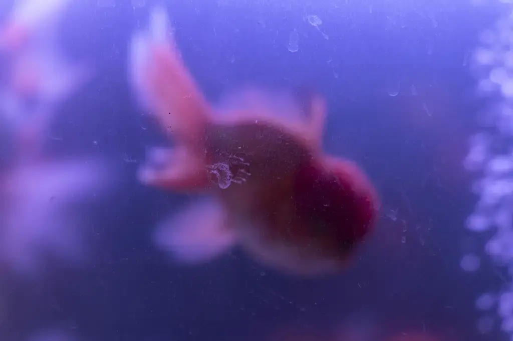 台灣龐大且多樣化的孔雀魚產業