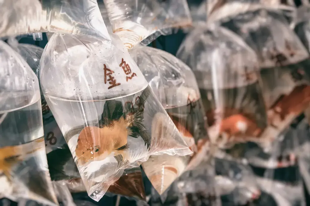 孔雀魚缸精緻佈置指南：打造夢幻絢麗的水中樂園