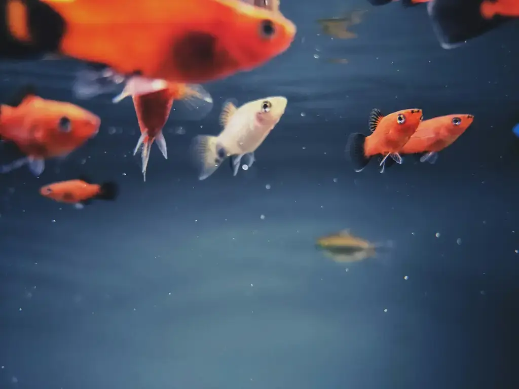 孔雀魚愛咬水草？來破解！