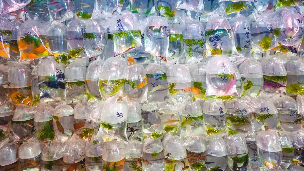 孔雀魚幼魚飼料推薦：讓你的小寶貝健康茁壯成長