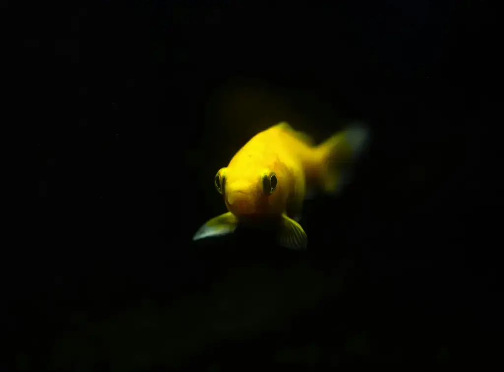 孔雀魚缸底砂指南：打造健康迷人的水下樂園