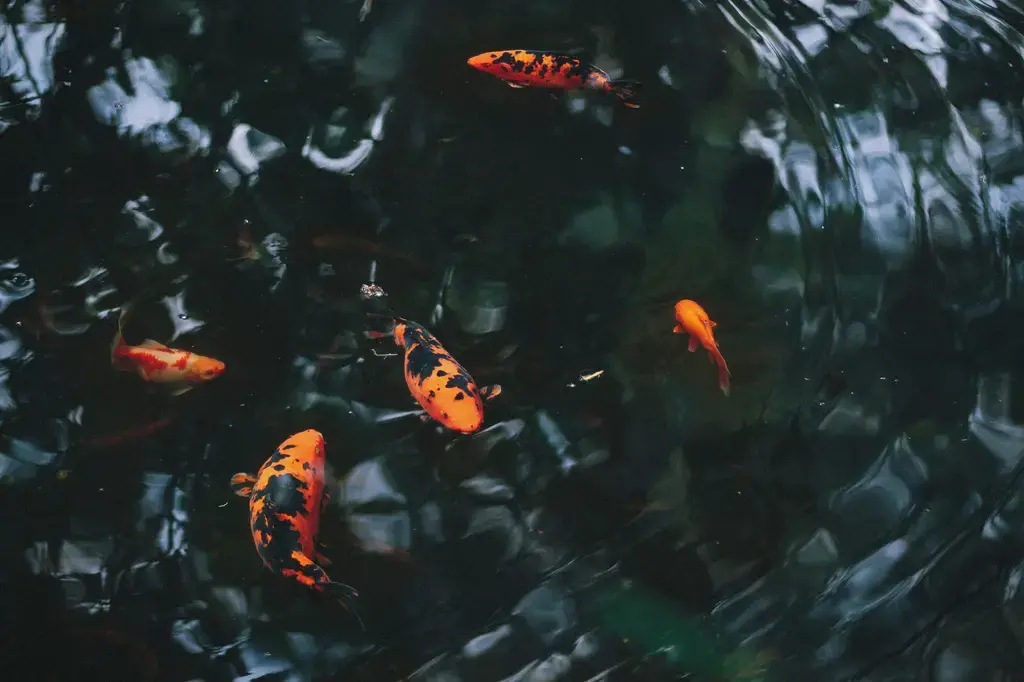 孔雀魚缸造景-打造色彩繽紛的水中樂園