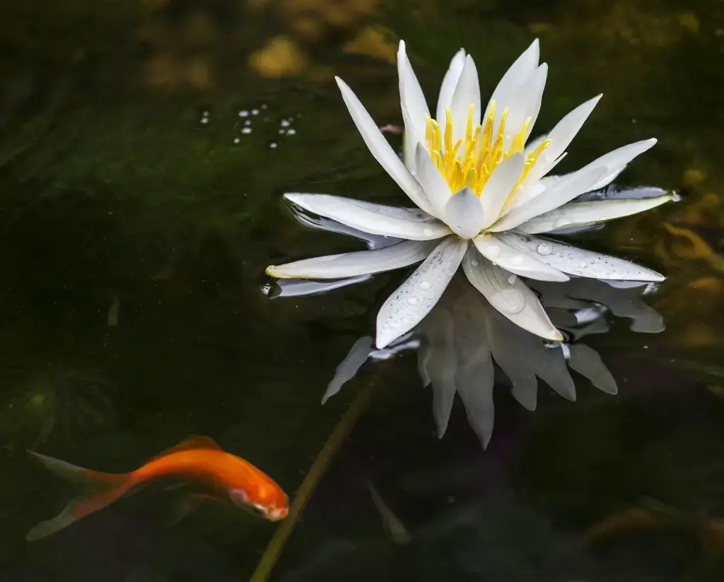 戶外缸養魚：打造您的庭園水景天堂