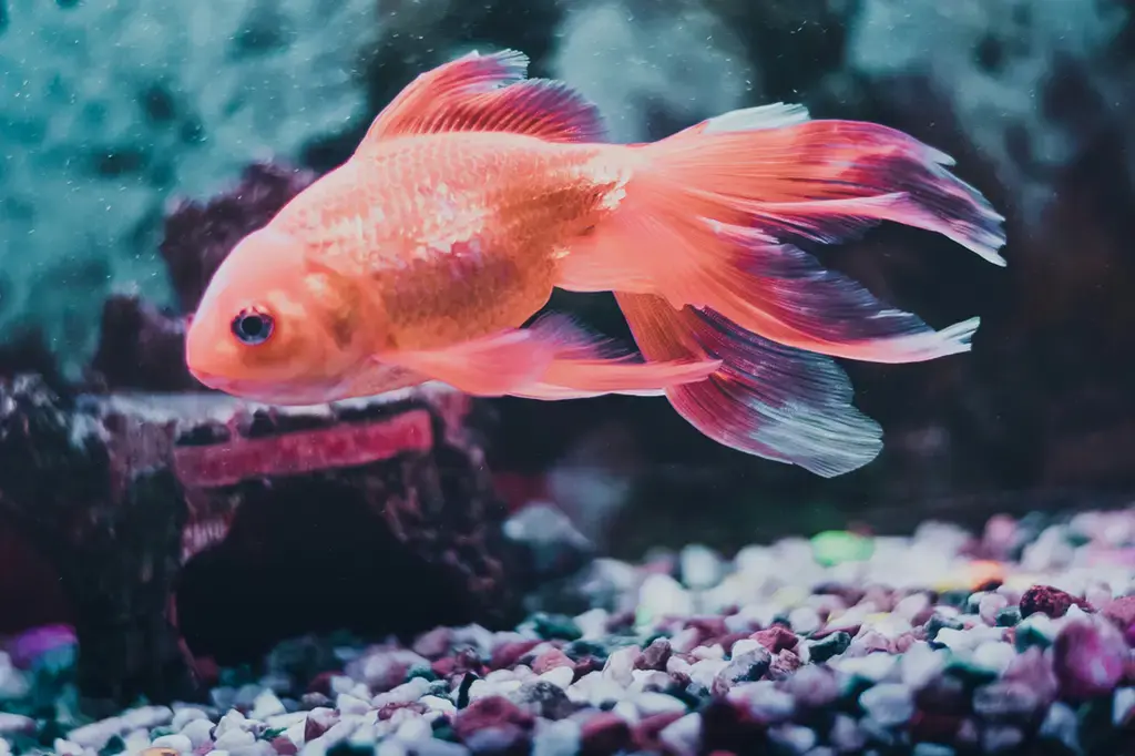 台灣寶貝贈送紅孔雀魚，點綴幸福水族箱