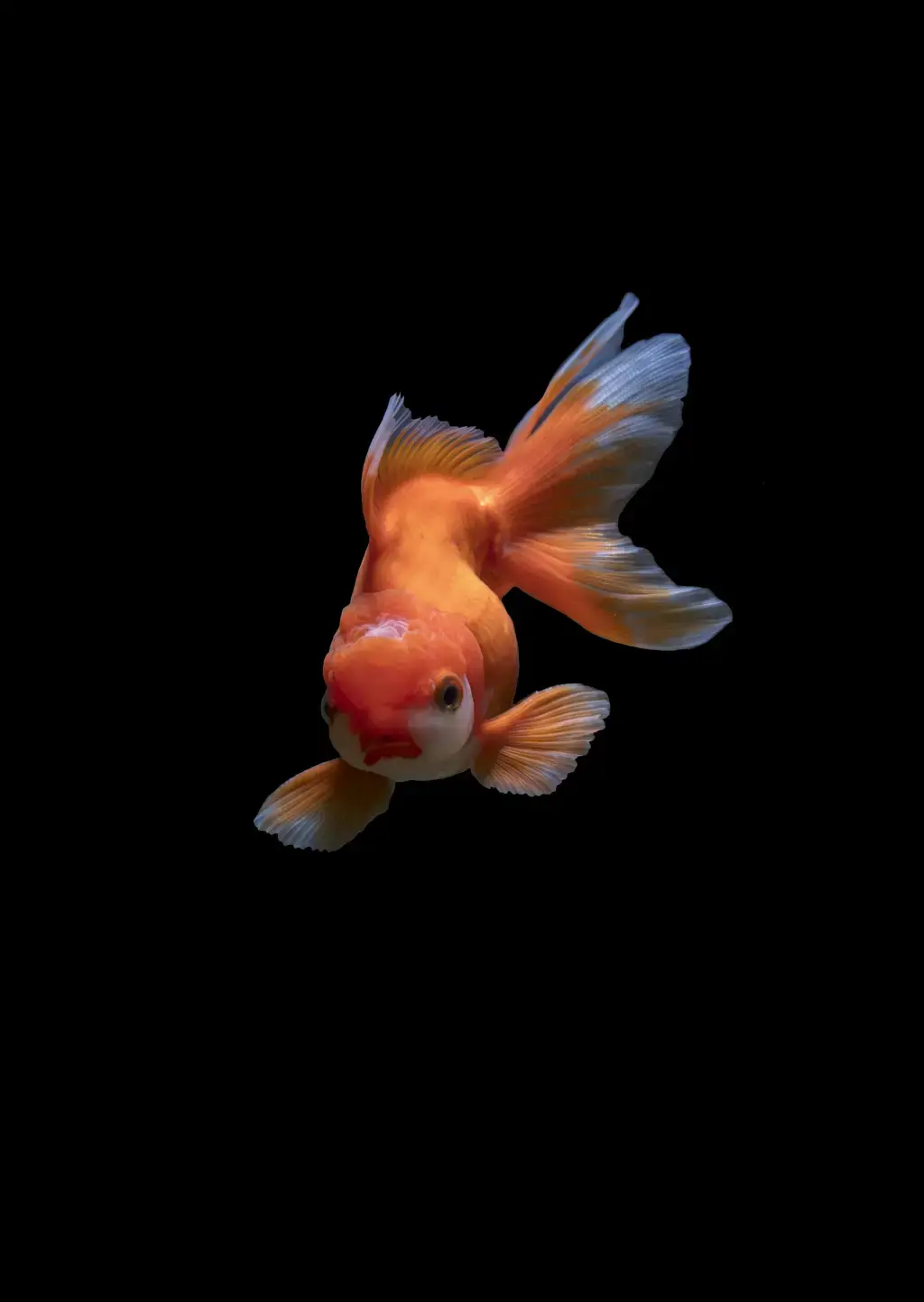 小孔雀魚飼料指南：讓你的小寶貝健康成長