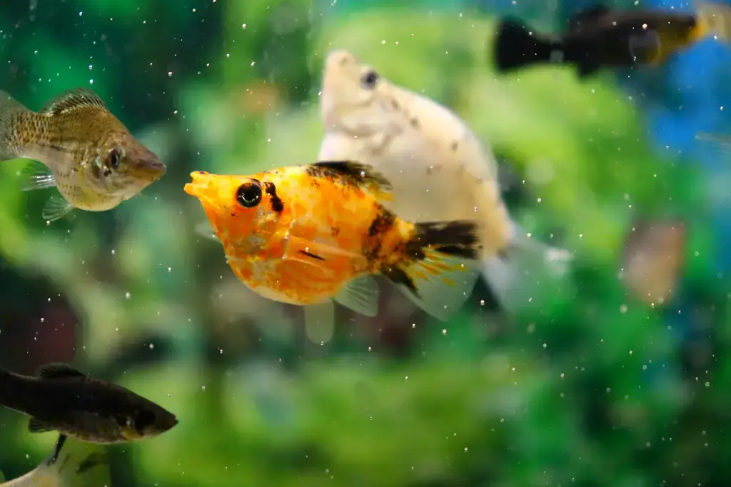 水族界神物：JBL黏貼飼料，讓你的愛寵穩穩黏在缸壁上
