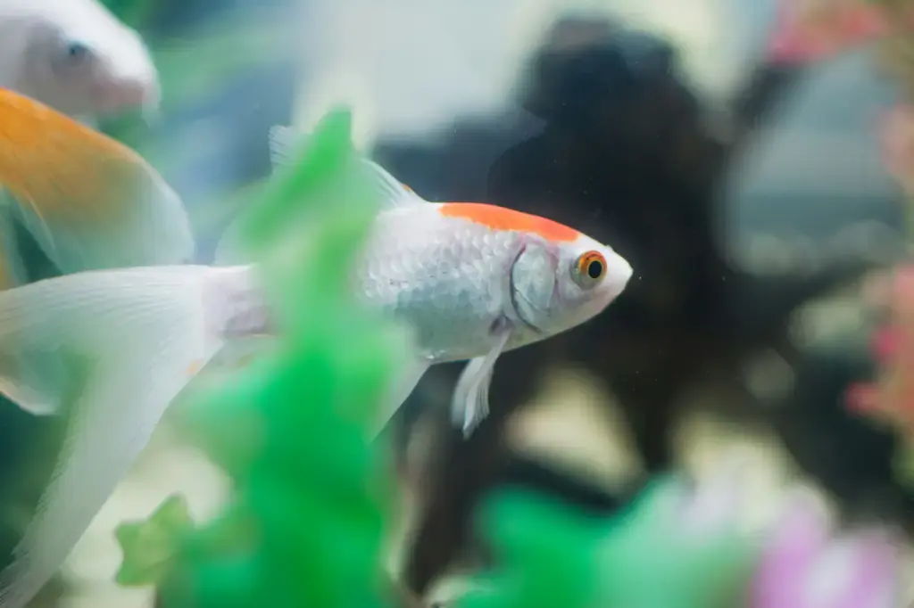 小水族箱魚：繽紛迷你的水下世界