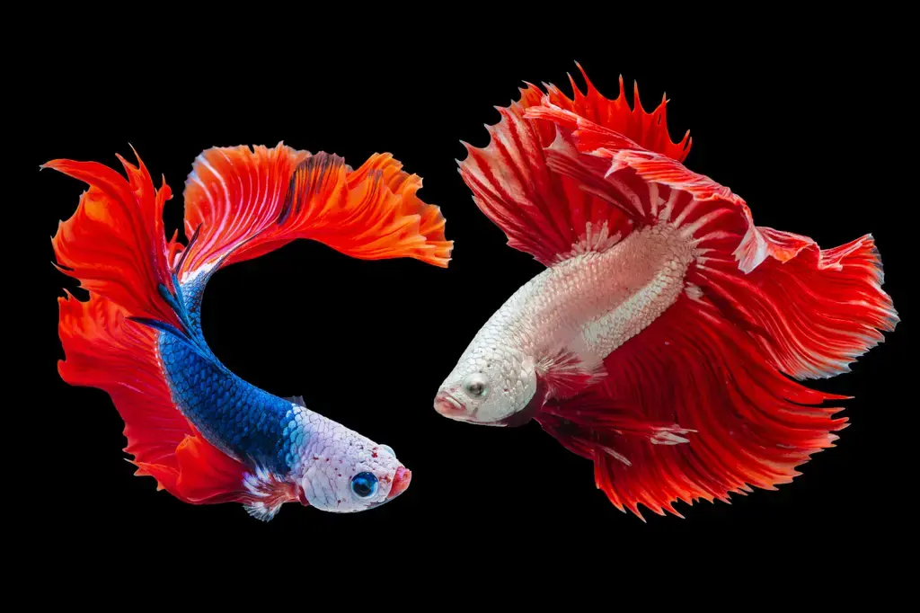 台灣原生種孔雀魚：小精靈孔雀魚
