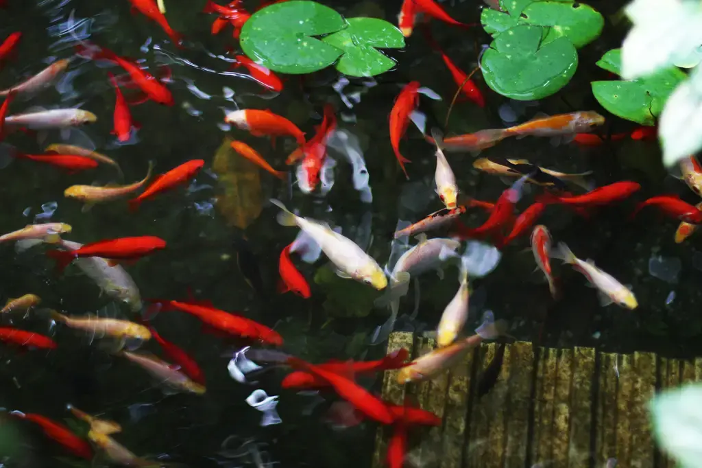 小精靈魚水質指南