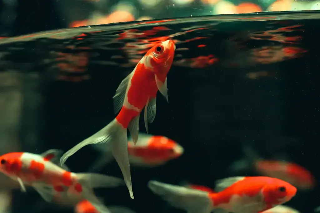小精靈魚飼料：讓您的愛魚健康快樂成長