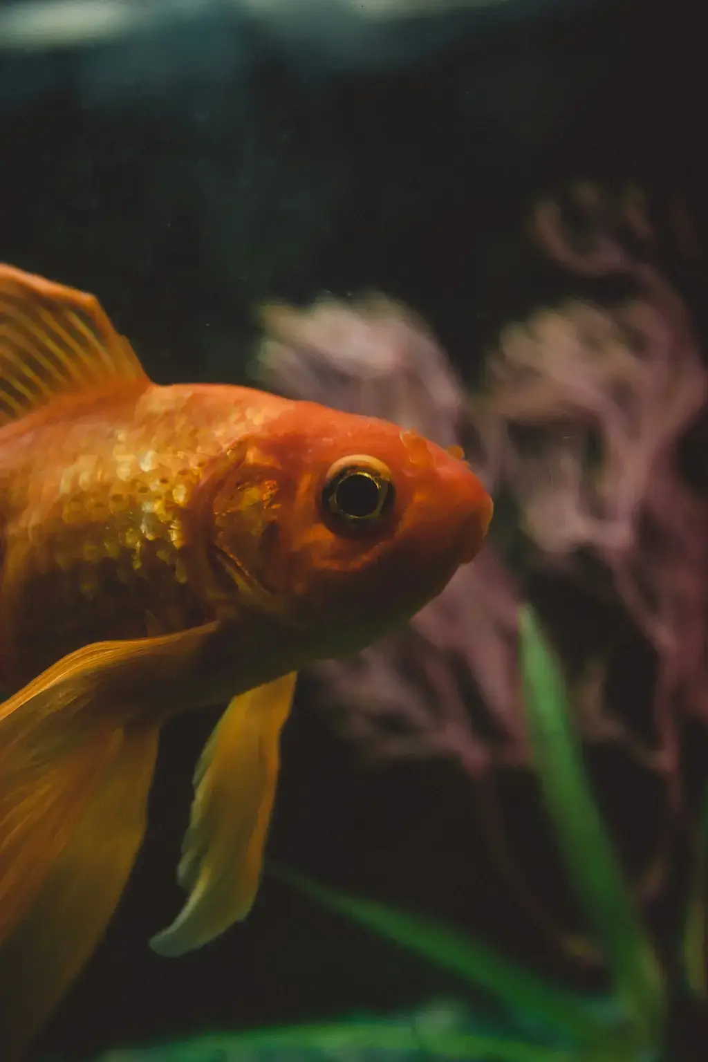 小精靈魚飼養指南：打造夢幻水族箱