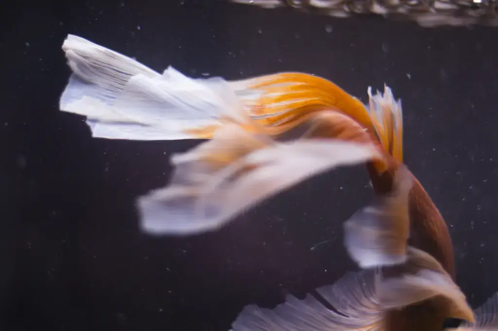 小缸養魚的終極指南