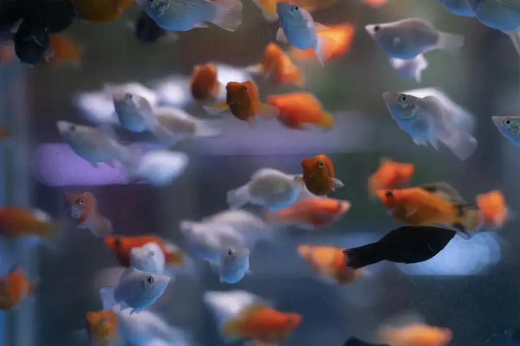 台灣之光：小魚兒水族館指南