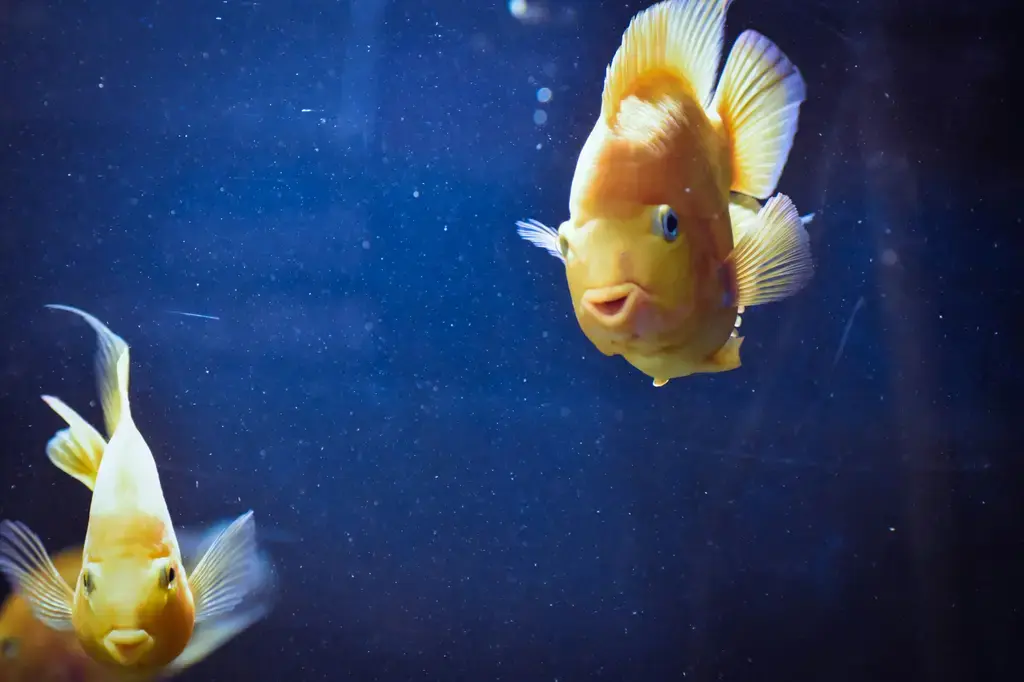 小魚水族大全：台灣新手入門懶人包