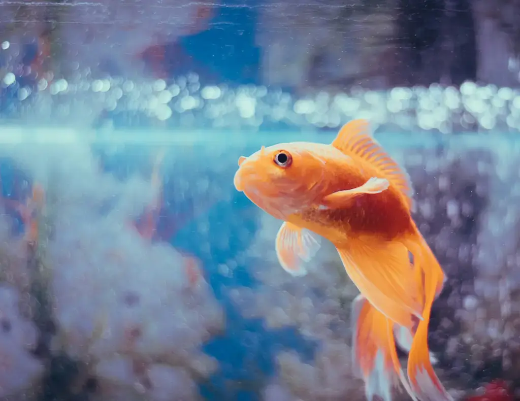 探索台灣最夯的萌寵天堂：小魚水族箱指引