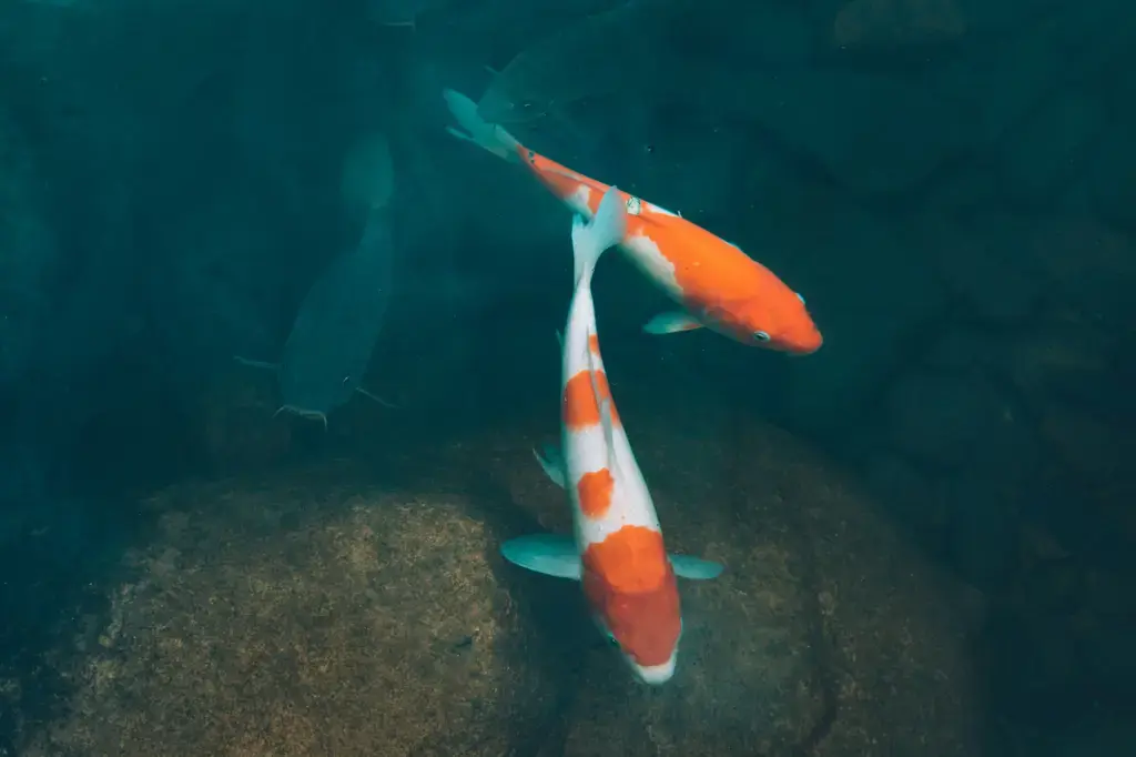 【水族世界探秘】打造完美小魚箱：從挑選到飼養全攻略