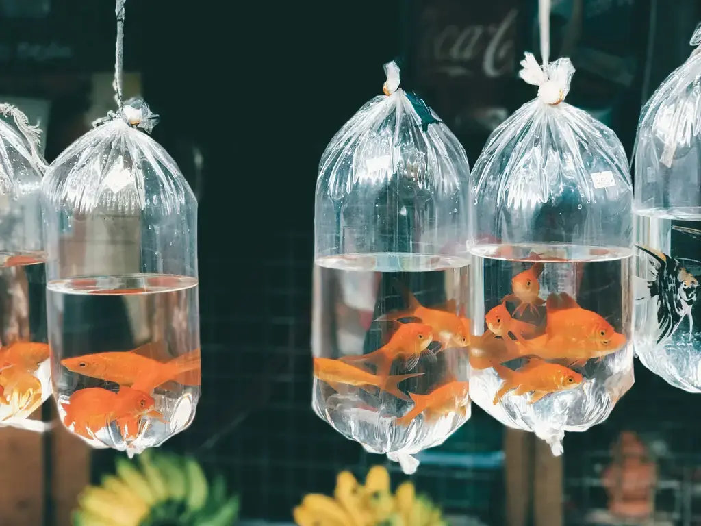 小丑魚繁殖缸養殖指南：打造海中絕美奇景