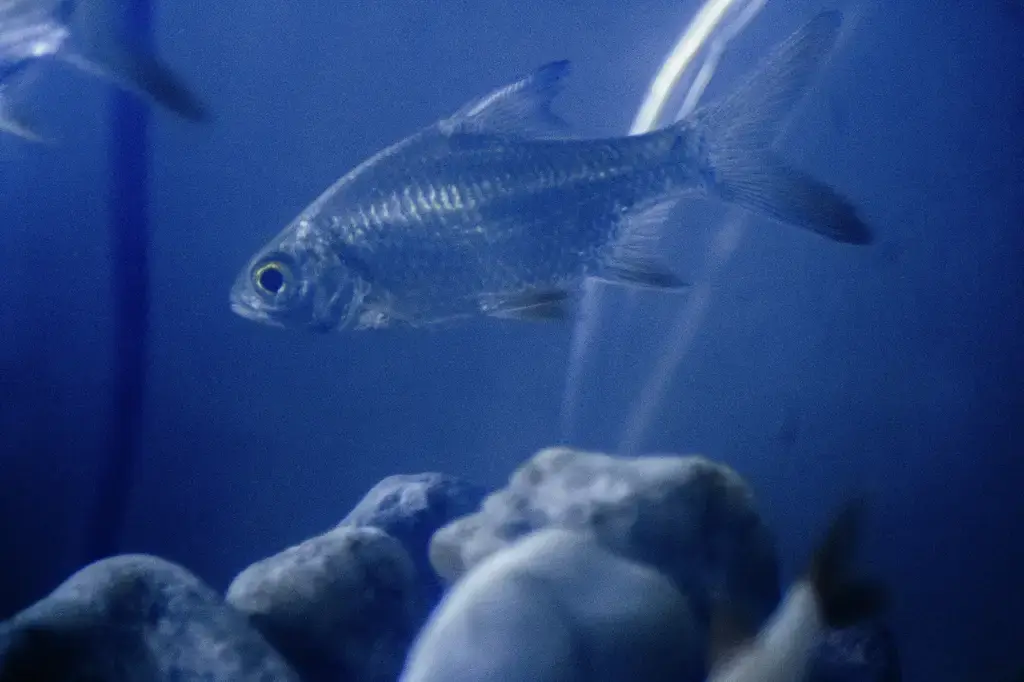 巧遇水族純種孔雀魚專賣店：尋覓絢麗尾鰭的寶地