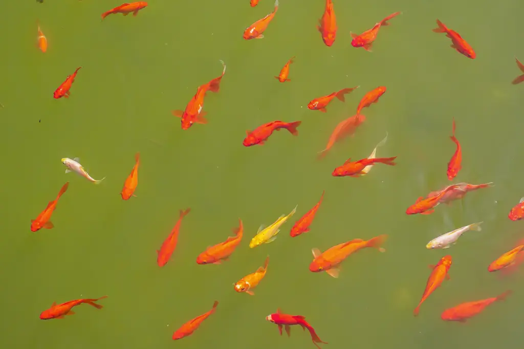 幼魚飼料推薦：養殖專業小魚苗健康成長