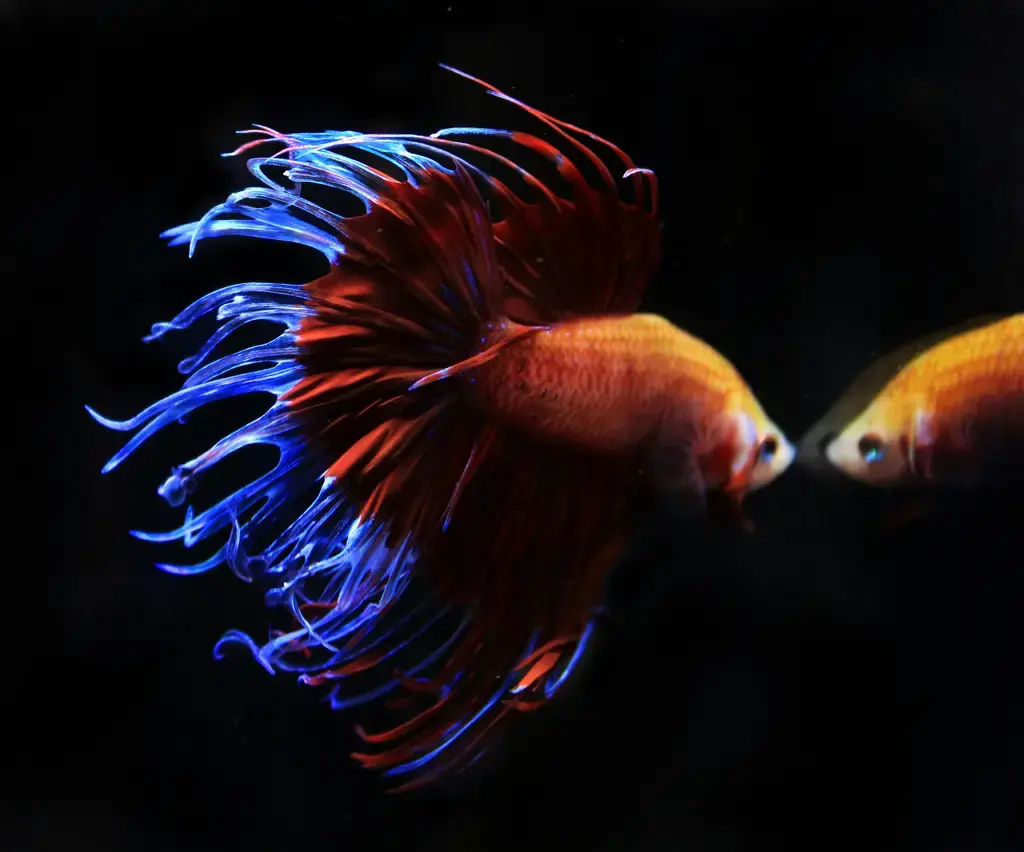 孔雀魚與水草推薦：打造絢麗水族景觀的指南