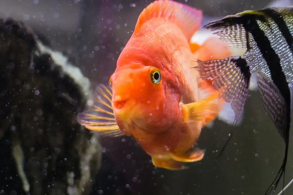 L333異型水族飼養指南：讓你的水族箱充滿南美洲魅力