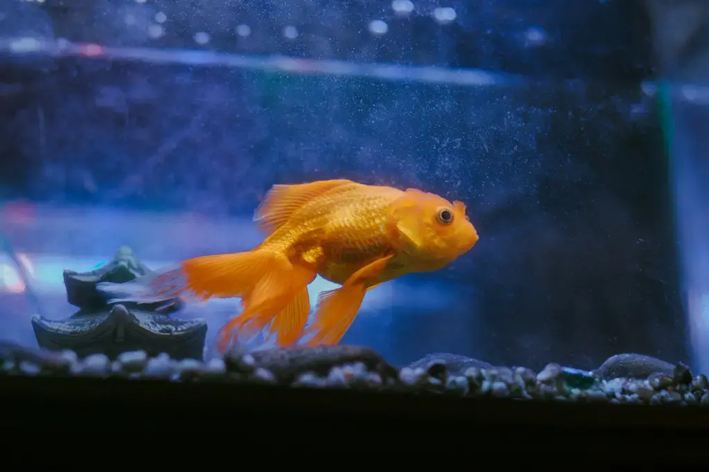 微笑魚水族指南：讓你的水箱充滿繽紛與活力
