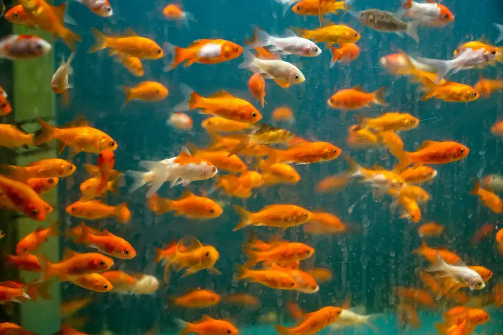 微笑魚水族：台灣人氣淡水魚的飼育指南