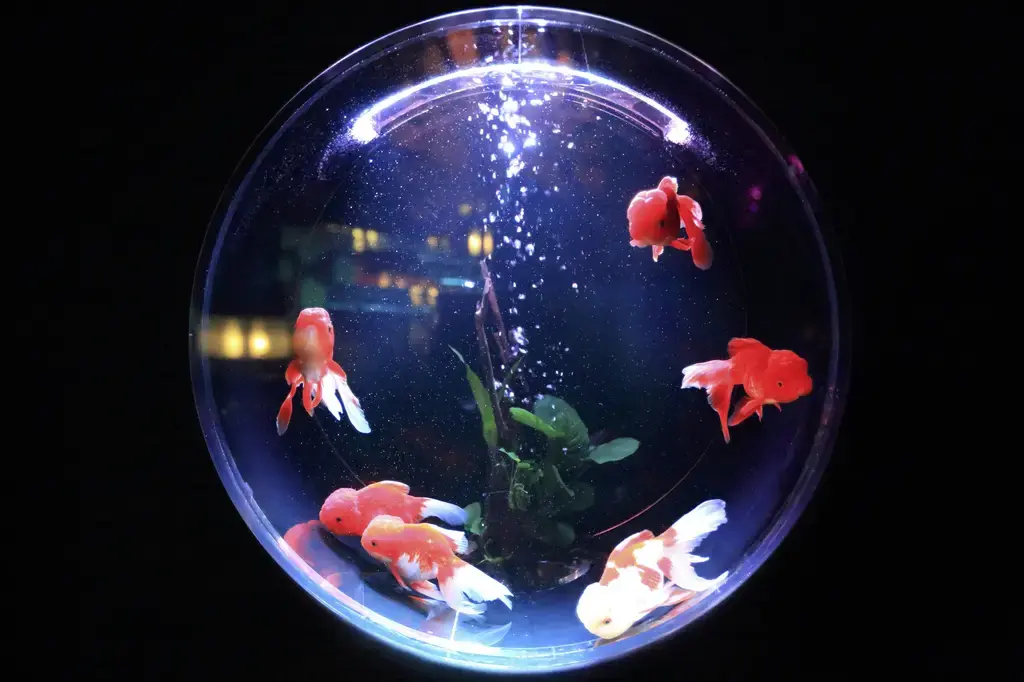 德彩七彩飼料：養出健康寵物，打造幸福家庭