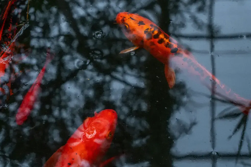 德比克異型飼料：養好異型魚的最佳選擇