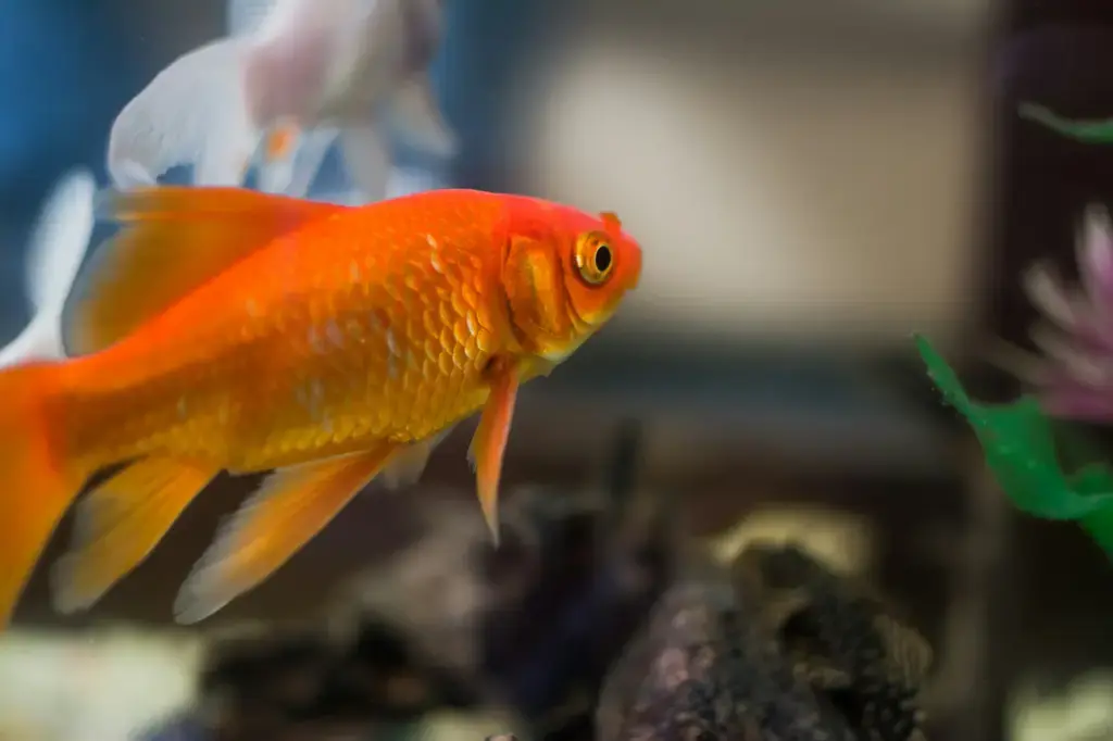 快樂魚水族館：打造你的水下天堂