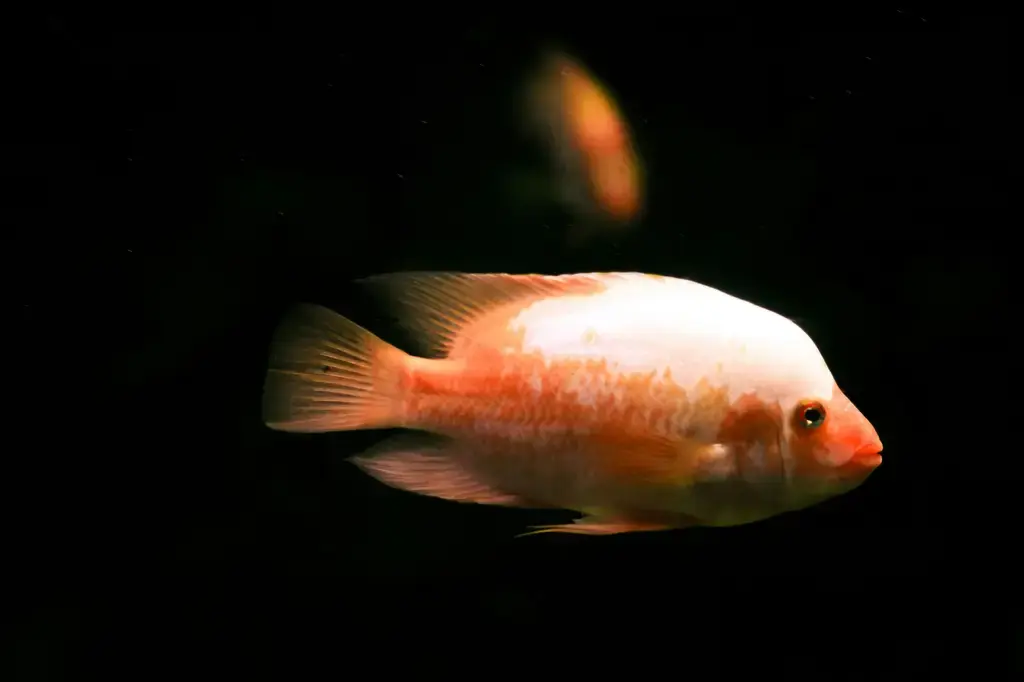 慈鯛飼料推薦：台灣愛魚族必看指南